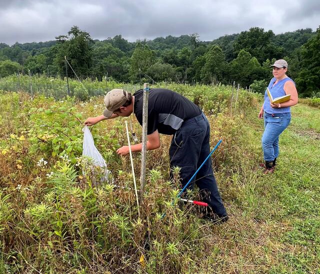 Student Matthew Hodgdon using a bug net in a field while Holly Martinson observes.