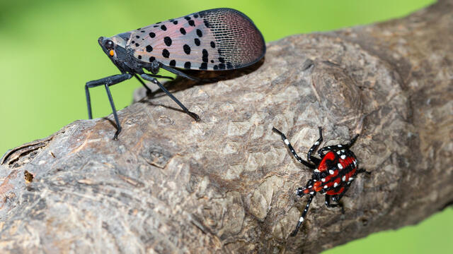 Spotted lanternfly deals nymph